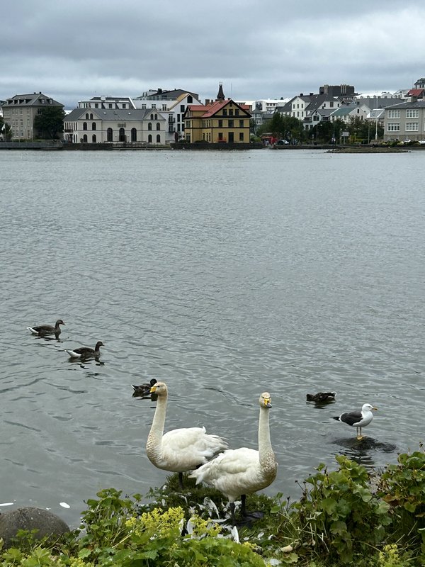 ISLANDIA, 21 DÍAS EN UN 2º VIAJE A LA TIERRA DEL HIELO Y FUEGO - Blogs de Islandia - 16/07/2025 ESTO SE ACABA... NOS DESPEDIMOS EN REIKIAVIK CON OTRA SORPRESA (2)