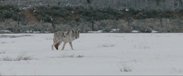 Wind River ( Muerte Misteriosa ) [ 2017 ] [ 1080p ] [ Subt.]