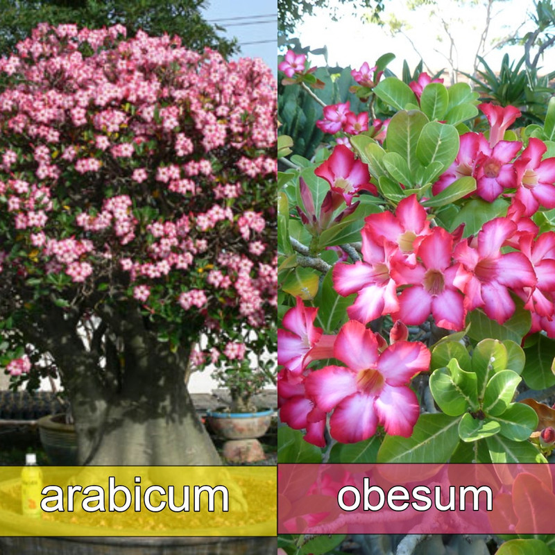 adenium-obesum-vs-arabicum-flowers