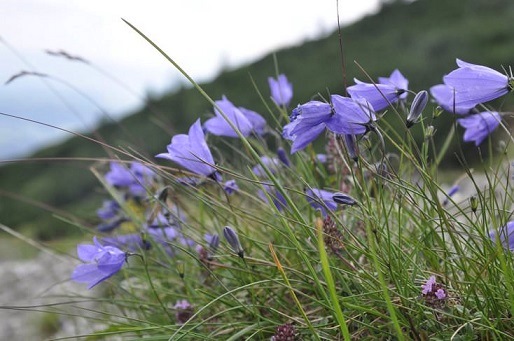 L’umiltà dans Commenti al Vangelo Violetta