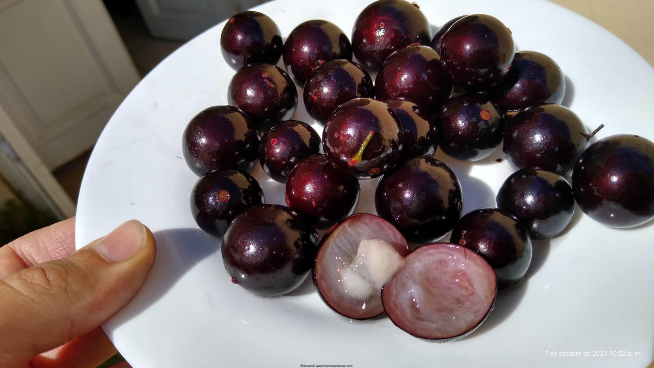 Huertasurbanas_com-IMG_20211007_105215259_HDR.jpg-20211007_124549Eldorado2