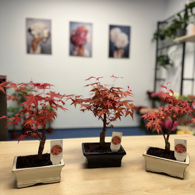 bonsai pflanzset Bonsai Anzuchtset kaufen  Handmade & Plastikfrei