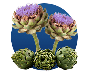 Cynara Scolymus