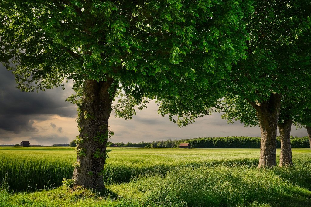green-field.jpg