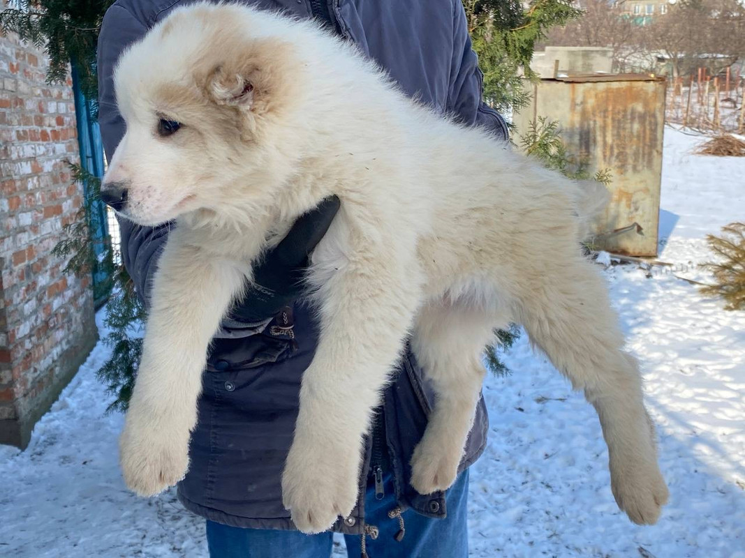 A9A6852F-F049-4A8D-98F9-3B46DF3976DB