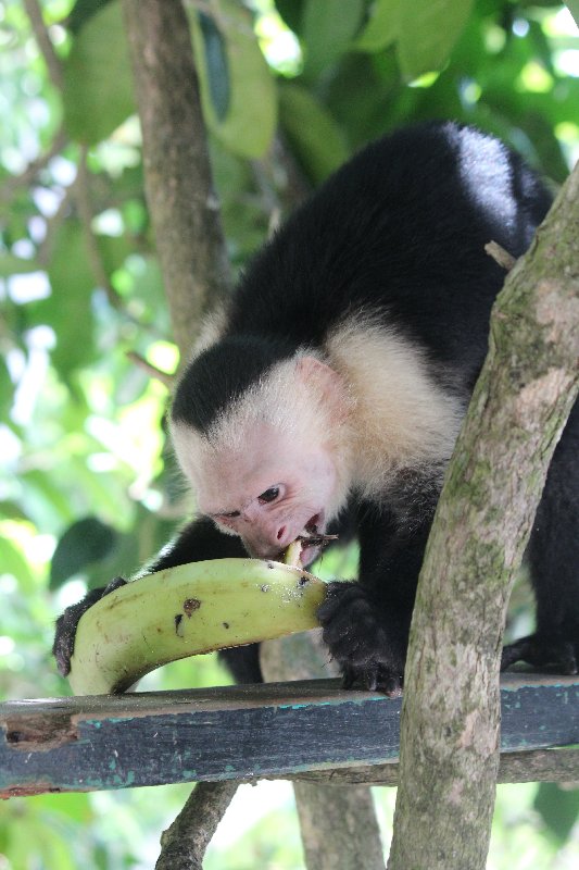 DE TORTUGAS Y PEREZOSOS. COSTA RICA 2019 - Blogs de Costa Rica - DIA 14: PARQUE DE MANUEL ANTONIO (27)