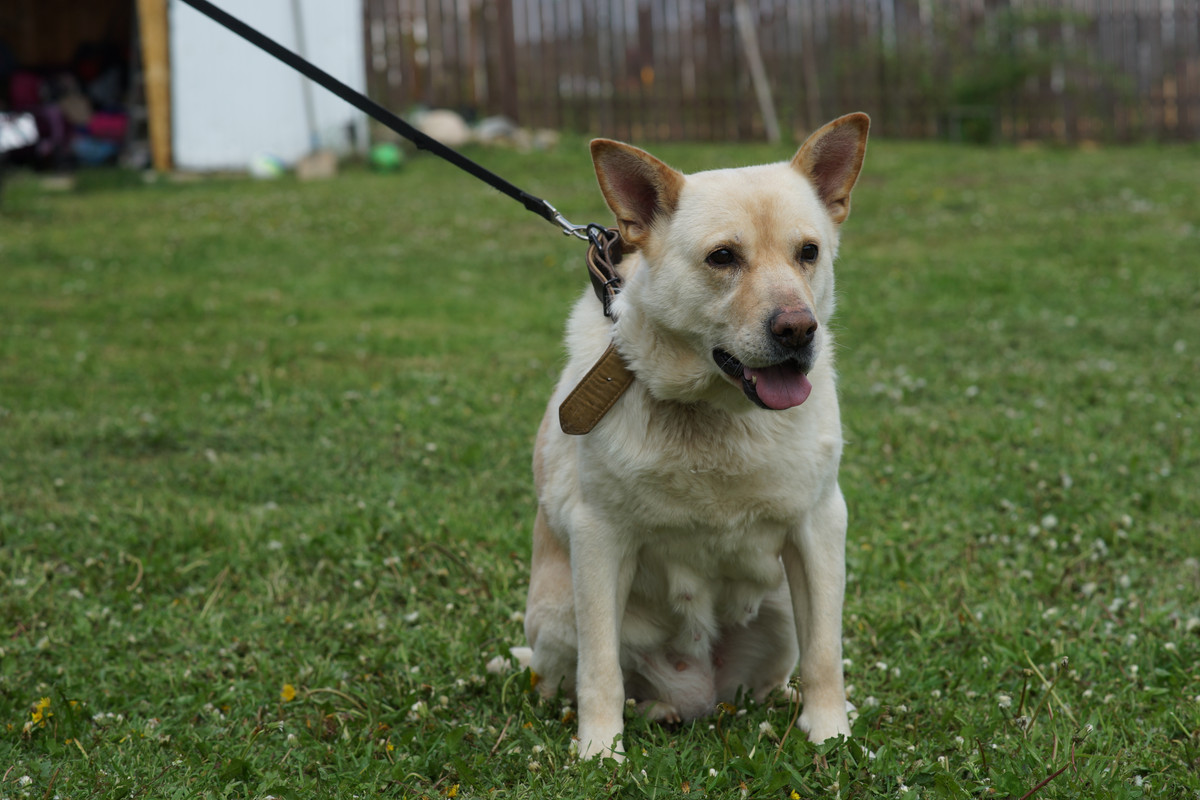 БорисовСобачка (11)