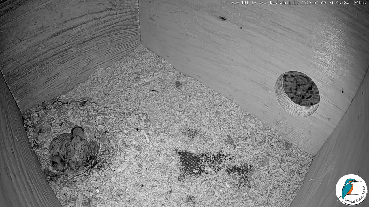 Svīre (Apus apus) Cēsu pils - LDF tiešraide _ Būris 13-46-5 screenshot