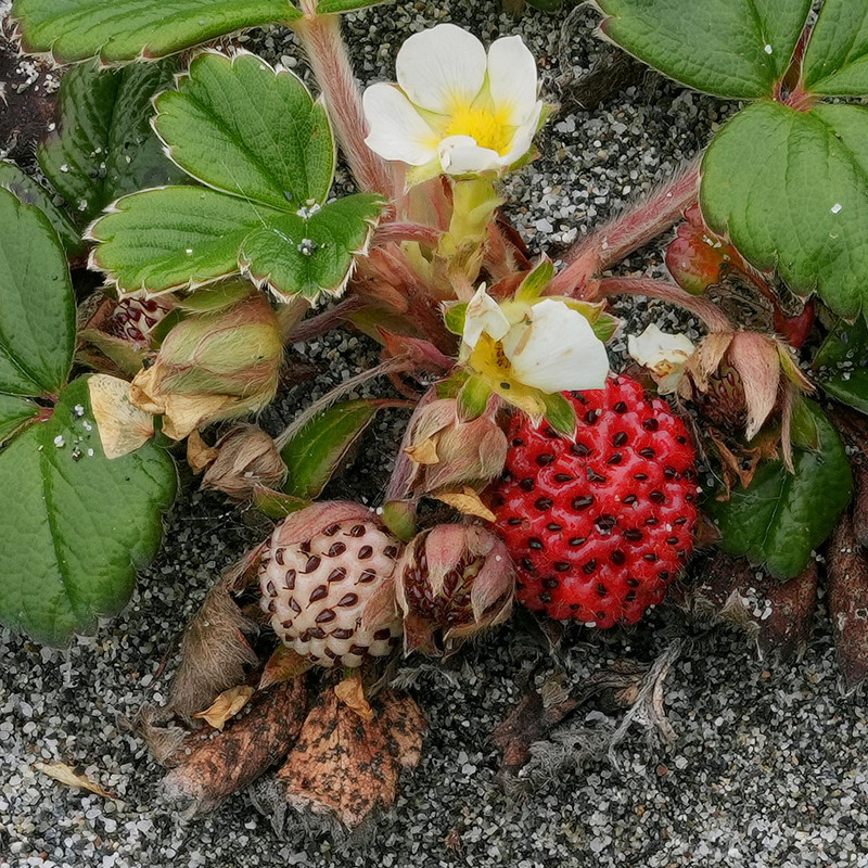 VOL07850-68h-cr1.jpg