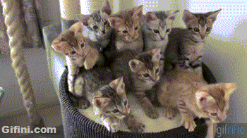 synchronized-cats.gif