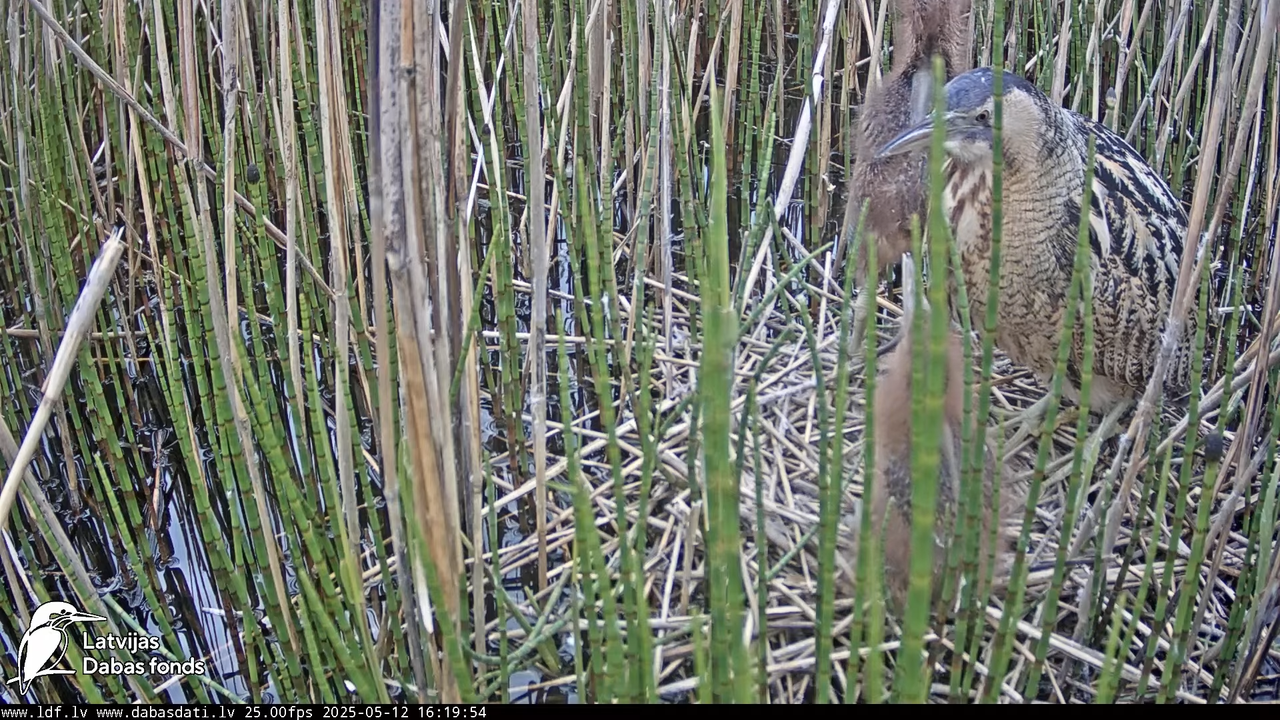 LDF Lielais dumpis (Botaurus stellaris) Zemītes pagastā 12-17-35 screenshot