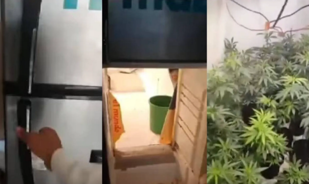 Hallan refrigerador que servía como entrada a una plantación de marihuana