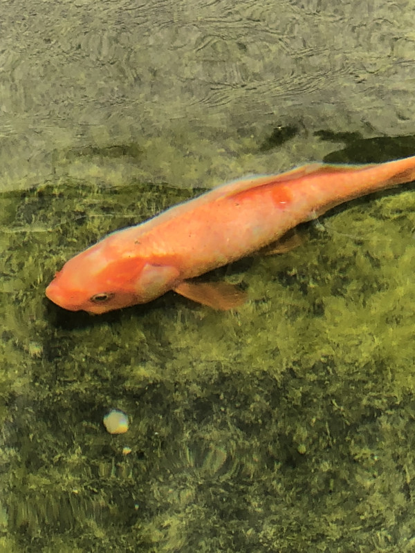 7C3EAE02-33FC-4DE4-BC2B-063F63A5A90C