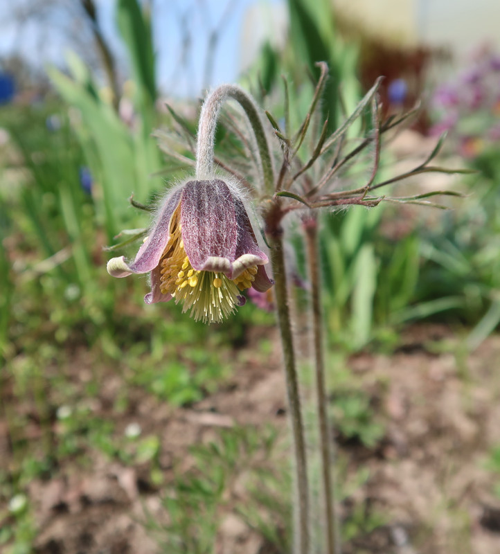 Pulsatilla x magyarica 1