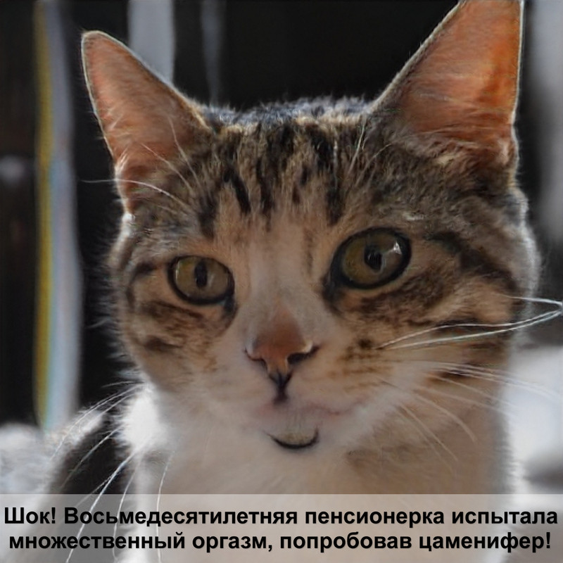 окрас кошек названия