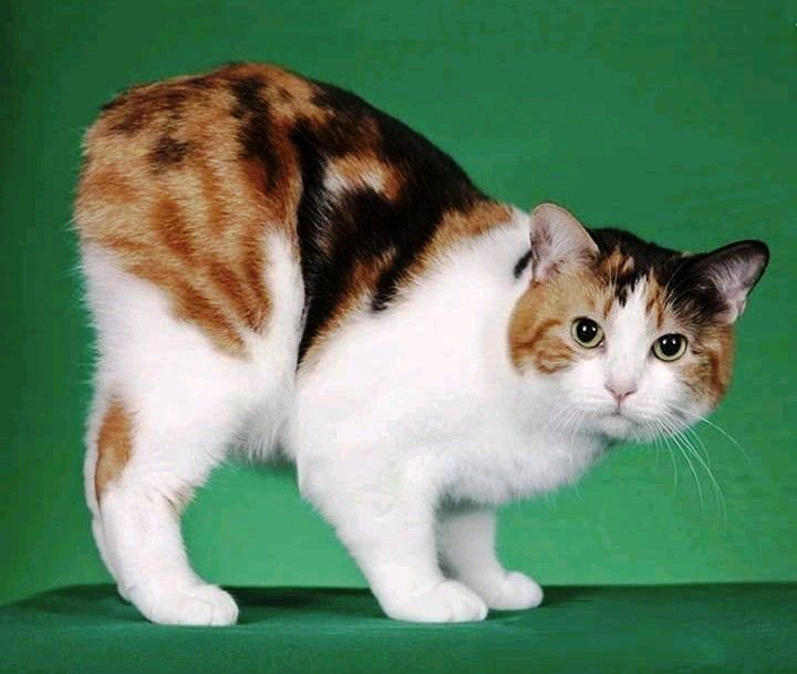 Безхвостая
