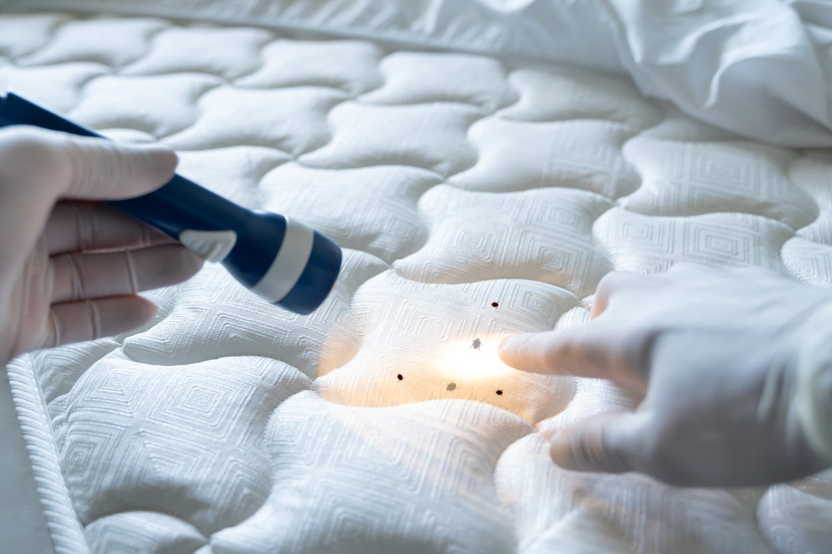bed bug treatment Orlando