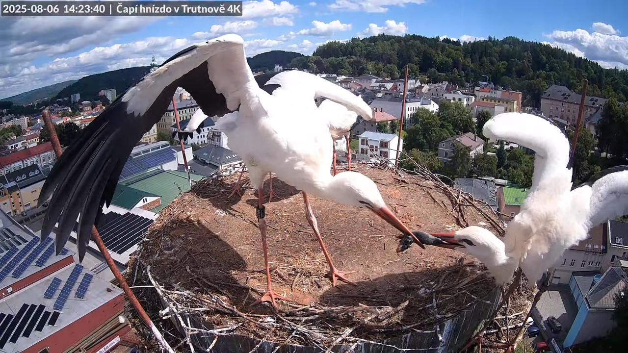 Tiešraide no stārķa ligzdas uz alus darītavas skursteņa Trutnovā 13-13-16 screenshot