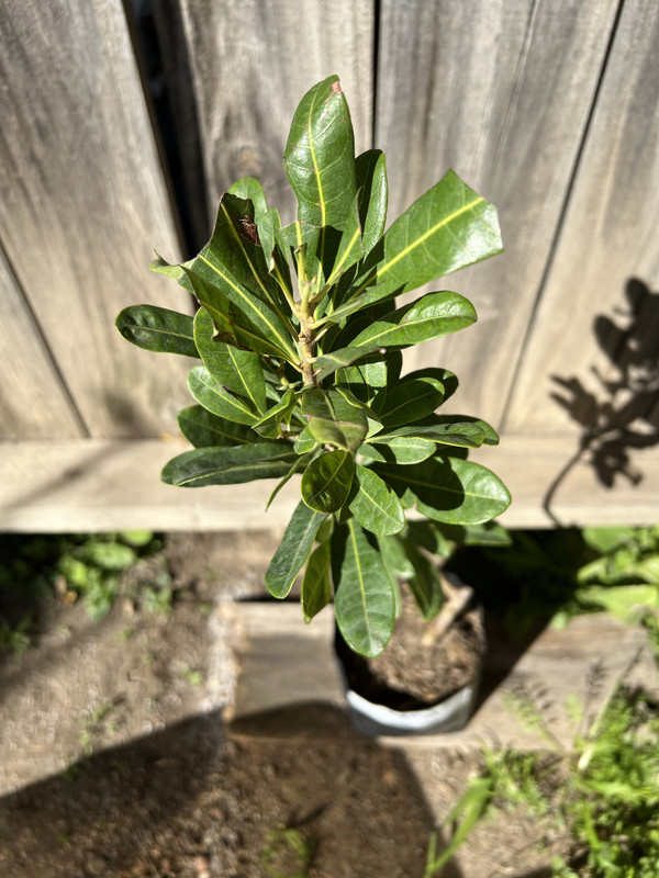 0452C4AF-E703-424A-89EE-D2CD300A207B