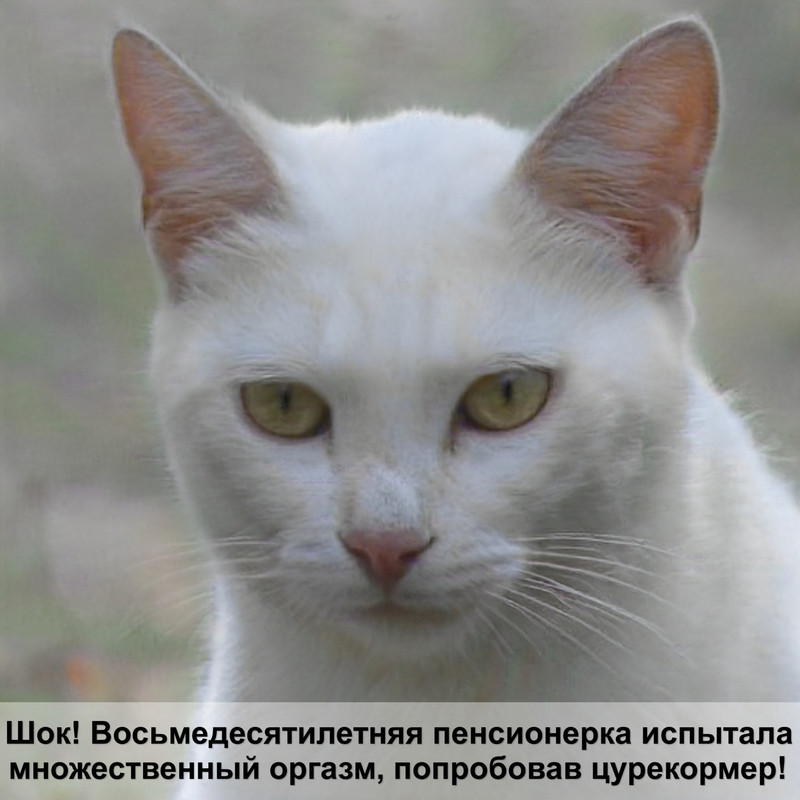 порода кошек британец фото