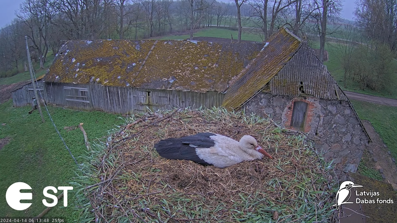 Baltie stārķi (Ciconia ciconia) Tukuma novadā - LDF tiešraide __ White storks in Tukums, Latvia 10-6