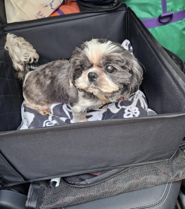 [Image: 1-CDE9580-386-B-483-F-8478-064-F266-AEBC3.jpg]