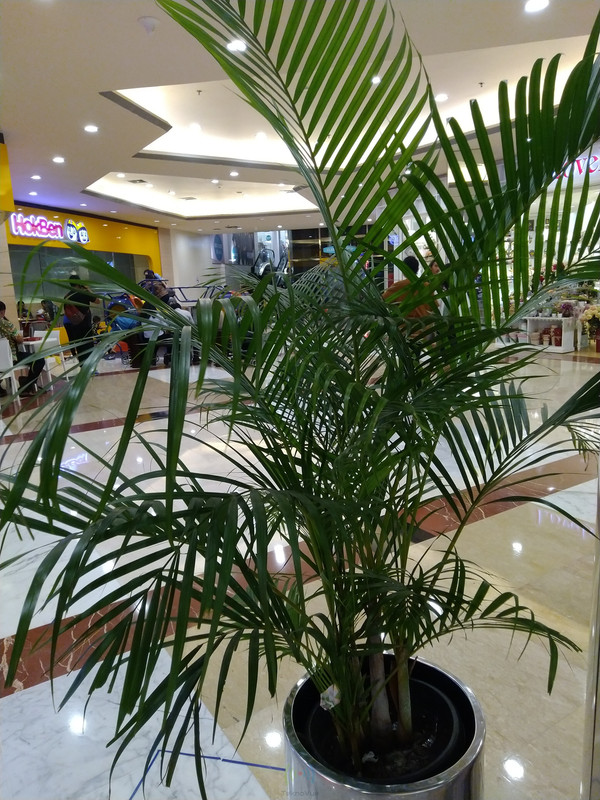 Asus Zenfone Max PRO M1 - Hasil Kamera UTama 3