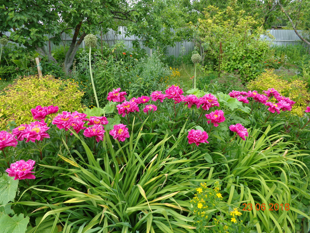 пионы малин.