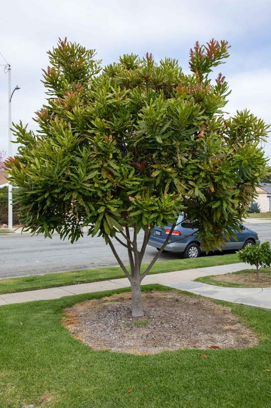 8U1A9577  Beaumont Macadamia Nut Tree, Side View (5-1-2021)