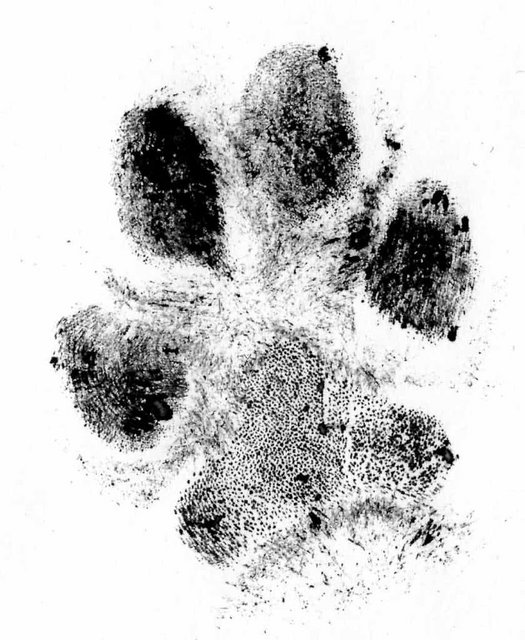 hondenpoot-afdruk-840x1024