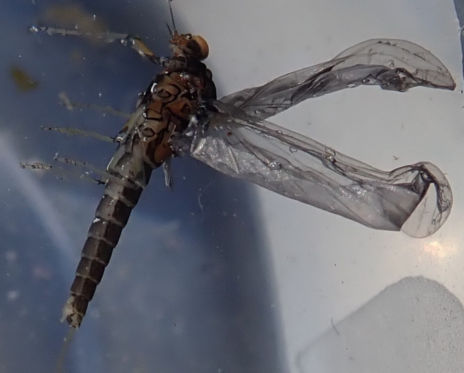 Screenshot 2021-11-30 093738