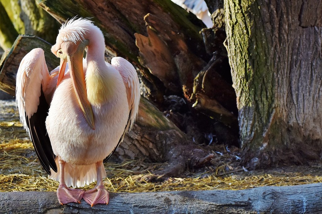 pink-pelican-3086629-1280.jpg