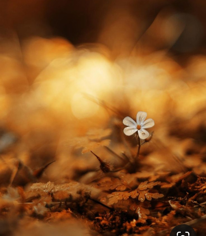 Screenshot_20231127_221706_Pinterest