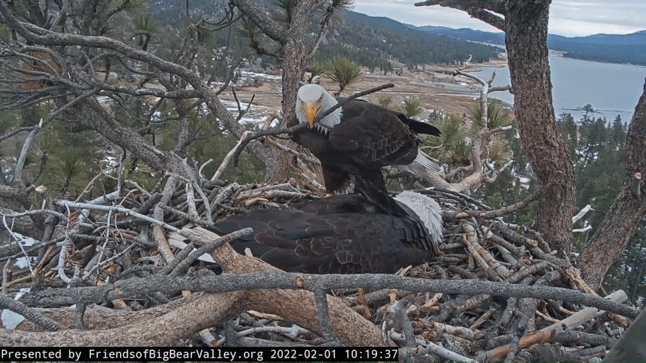 Webp.net-gifmaker (8)