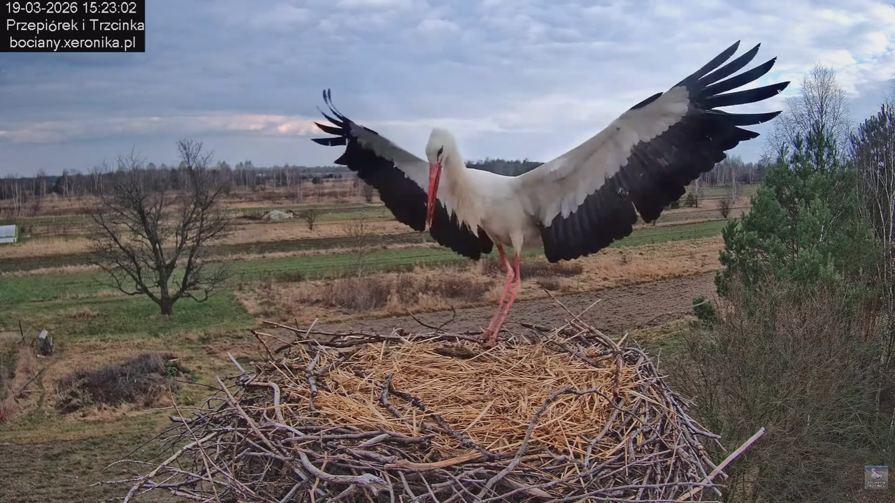 19032026 Powrót Przepiórka 3
