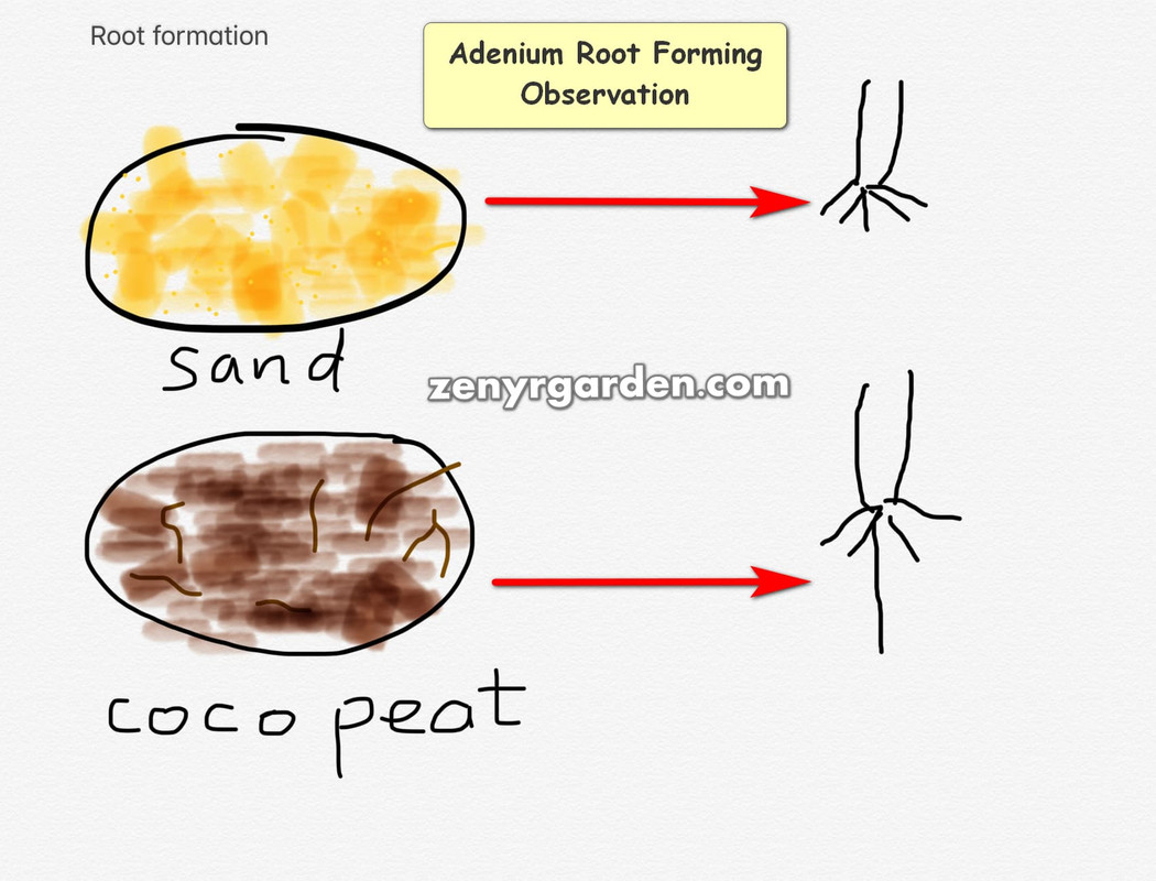 adenium-root-formation.jpg