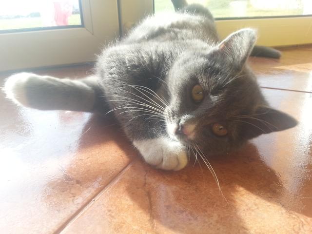 Slika