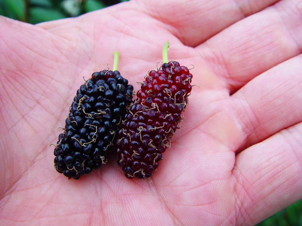 Thai Dwarf Mulberry 04