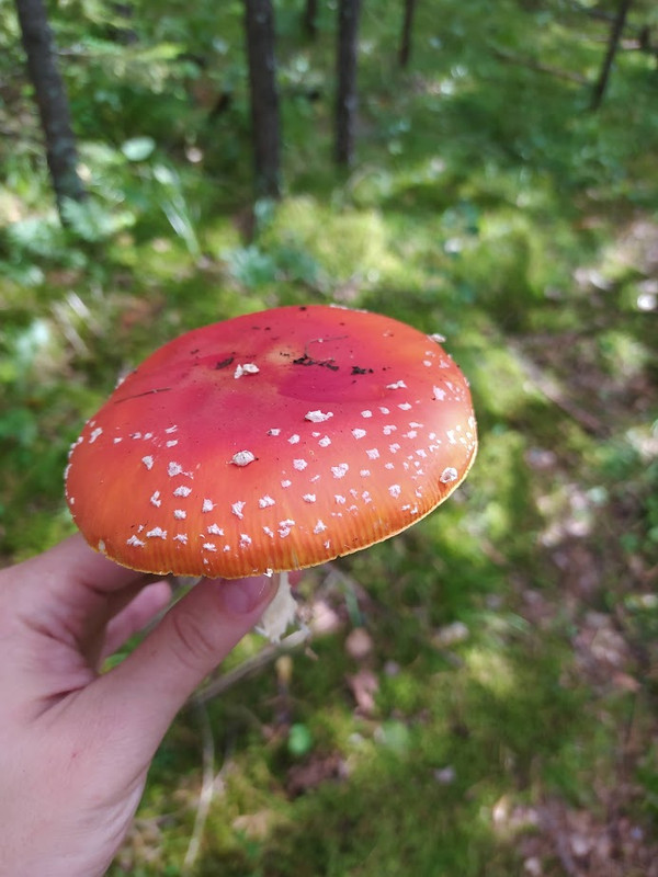 IMG_20230820_142757 (1)