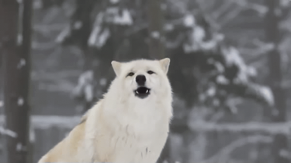 https://i.postimg.cc/tRwcbCkf/howling-wolf-4.gif