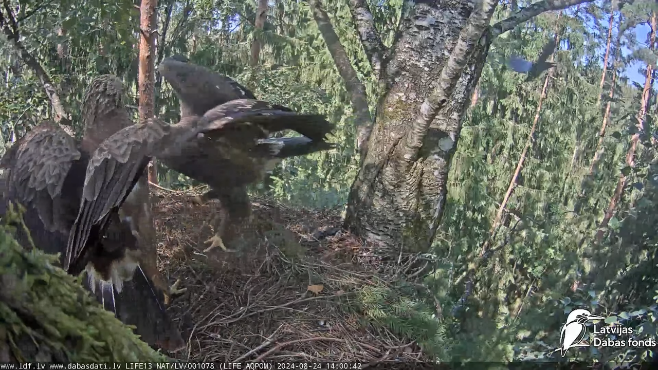 Mazais ērglis (Clanga pomarina), ligzda bērzā - LDF tiešraide 14-57-37 screenshot