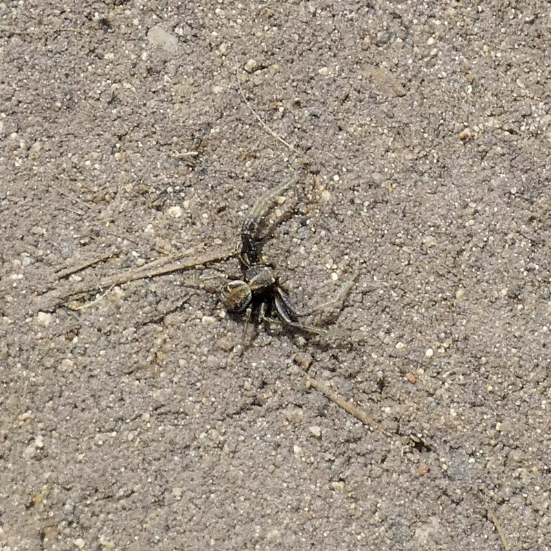 P1080462-0.2... (1024)