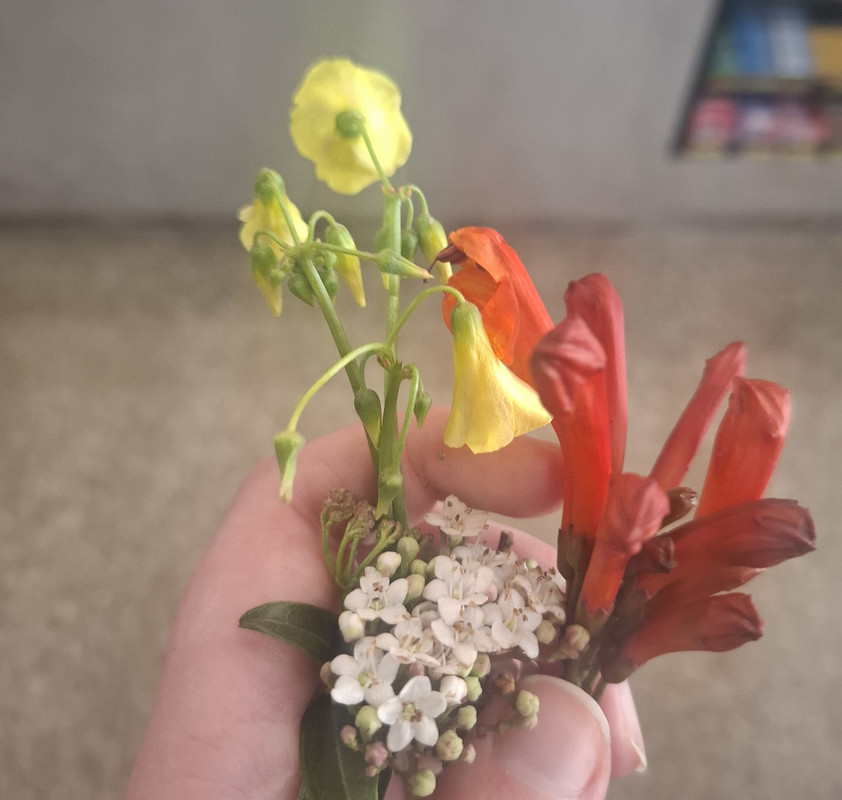 My fp and I went on a walk and she picked me flowers