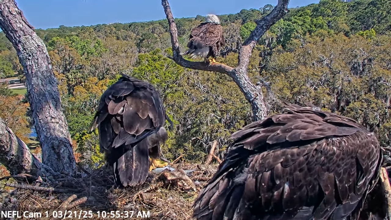 NEFL Cam 1 — tiešraidē Bald Eagle Cam 13-54-29 screenshot