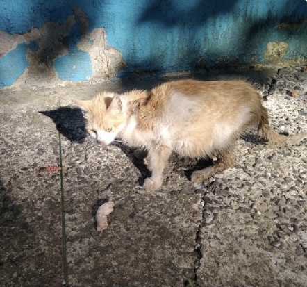 0EB0084C-FA5A-42B8-BF06-F58DCF93A431