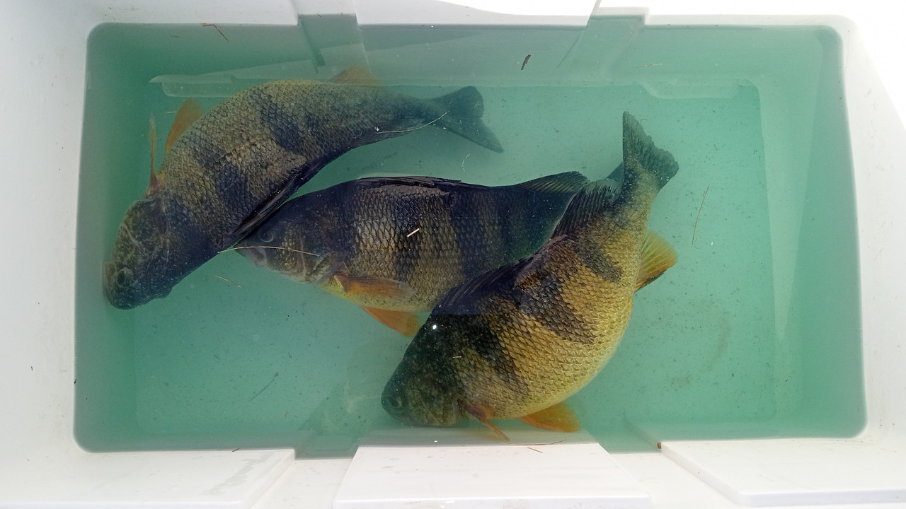 YP in cooler 3:26:25