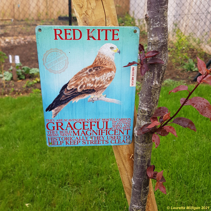 Red Kite