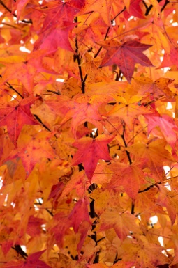 [Image: Sweet-Gum-leaves-in-autumn.jpg]