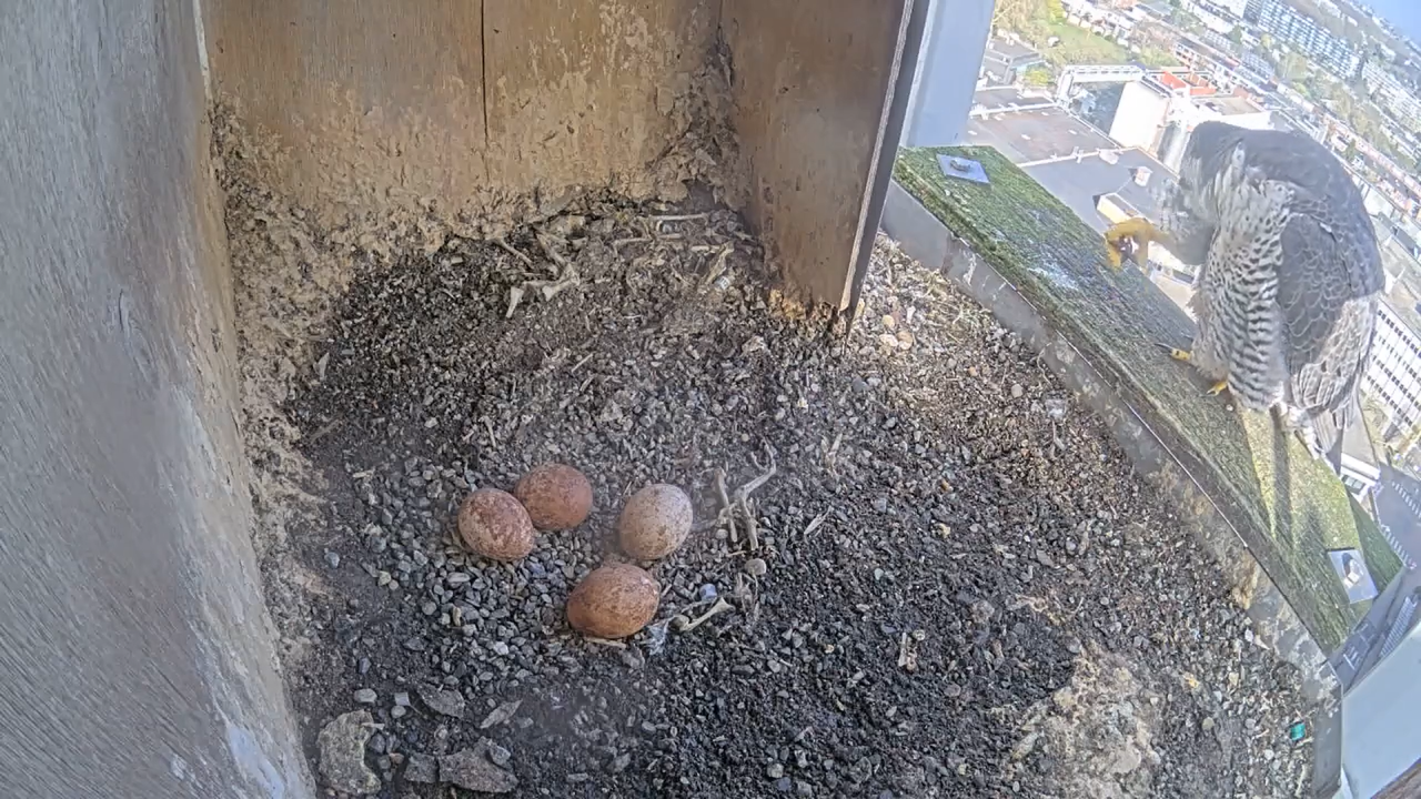 Schermafbeelding 2026 04 04 103437