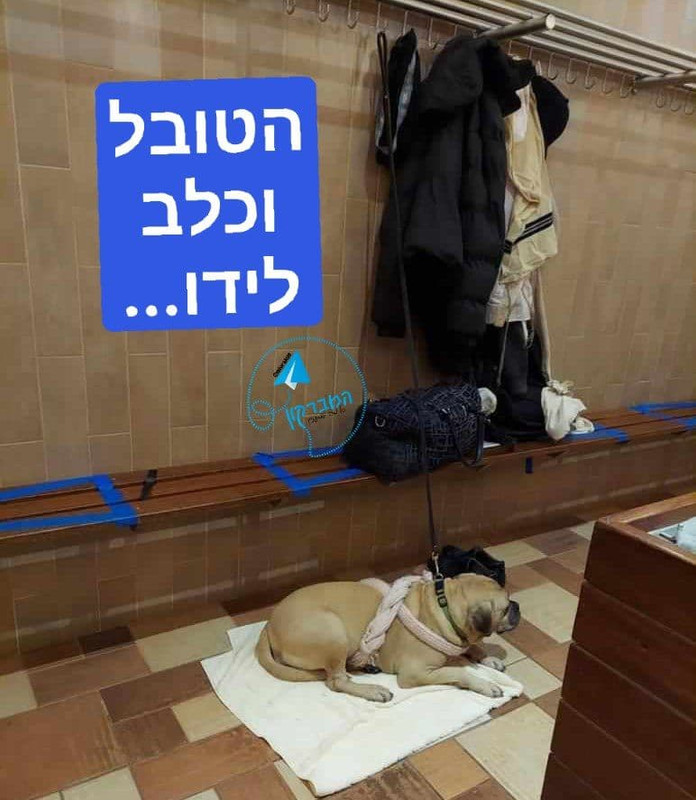 _כלב_במקווה